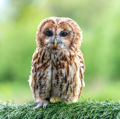 Tawny Owl