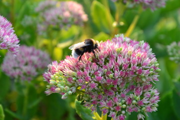 Bumblebee on beautiful decorative garden plant Sedum prominent or stonecrop (Sedum spectabile)...