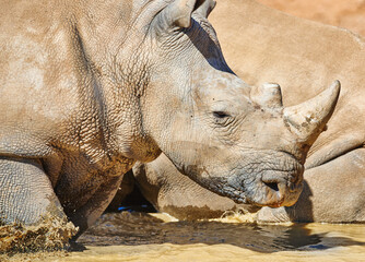 Obraz premium Rhino, water and animal with horn for safari holiday, outdoor habitat and vacation travel with adventure. White rhinoceros, game park and indigenous for trophy hunting and poaching in South Africa