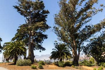 the famous Alamo Square park at the hills of San Francisco at daytime with cypresses and flowers