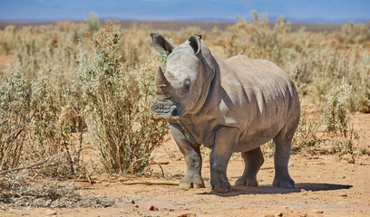 Rhino, walking and safari in natural habitat in African national park, wildlife and environment in...