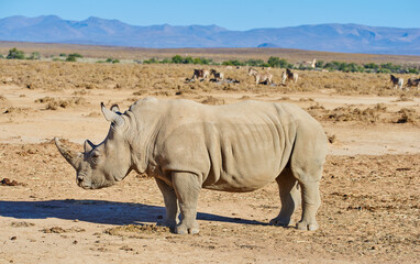 Rhino, sunshine and animal with horn for outdoor habitat, safari holiday and vacation travel with...