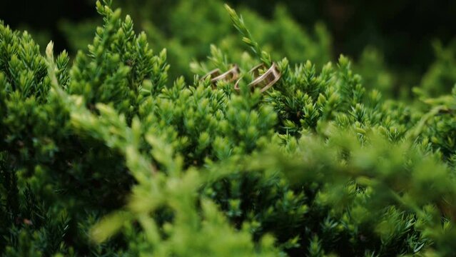 Golden wedding rings lie on the branches of a bush. Wedding rings on a green natural background. Jewelry of newlyweds. Symbol of love and fidelity   