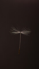 Fototapeta premium Dandelion seed on brown background