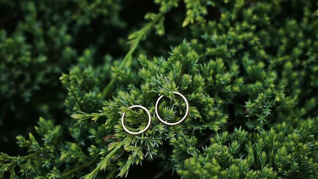 Golden wedding rings lie on the branches of a bush. Wedding rings on a green natural background. Jewelry of newlyweds. Symbol of love and fidelity   
