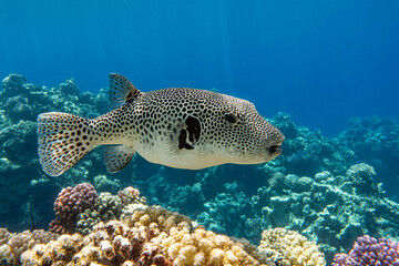 Stellate puffer - Blackspotted pufferfish (Arothron stellatus)