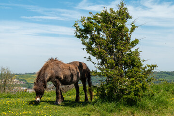 koń na łące © Mariusz