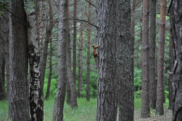 Red and gray squirrel in summer forest climbing pine tree (Sciurus vulgaris, rodent). Curious red...