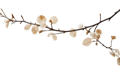 branch of a cherry isolated on white transparent background PNG 