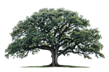 big tree with green leaves. The tree is in a field with green grass. The sky is blue and there are some clouds in the sky.