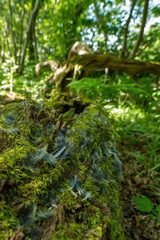 leżące drzewo © Mariusz