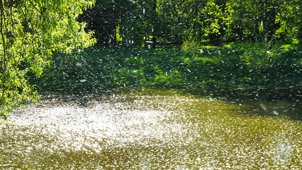 Chaotic movement of poplar fluff in the air over the river.
This movement of poplar fluff resembles...