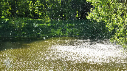Chaotic movement of poplar fluff in the air over the river.
This movement of poplar fluff resembles...
