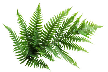 Close-up of a frond of a fern against isolated on transparent background.