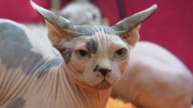 Sphynx cat or Canadian Sphynx - breed of cat known for its lack of fur. Sphynx was developed through selective breeding. Hairlessness in cats is a naturally occurring genetic mutation
