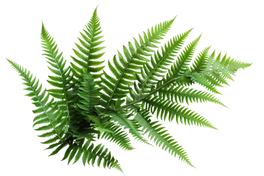 Close-up of a frond of a fern against isolated on transparent background. - Powered by Adobe