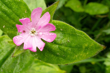 różowy wiosenny kwiat