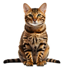 cat isolated png