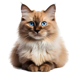 Fototapeta premium cat isolated png
