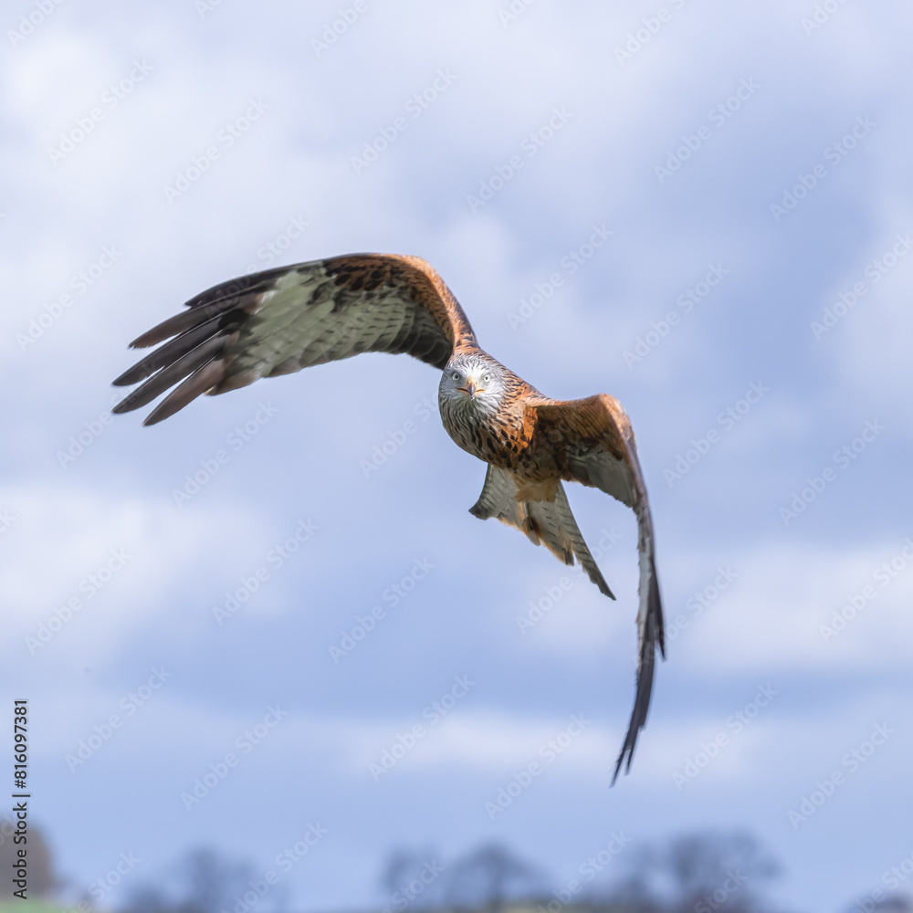 Poster a close up of a red kite, milvus milvus as it is flying. The blue sky forms the background with space for text