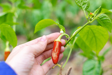 Agronomists hand holds a small pod of red hot pepper and checks the quality of the growing vegetable on the farm. Gardening, farming, vegetables horticulture.