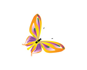 a colorful butterfly on a white background.