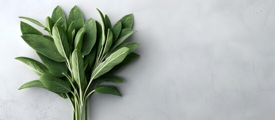Overhead View of Fresh Green Sage Leaves in a Muted Color Palette with Ample Negative Space for Design Overlays