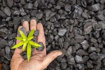 hands of a miner planting a green plant on a coal heap, Net Zero action, carbon free, climate goal,...