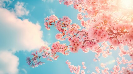 Cherry blossom tree against a blue sky