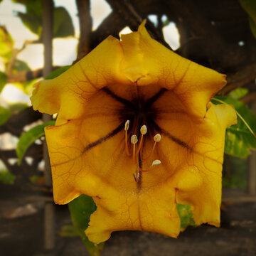 Solandra - so riesig