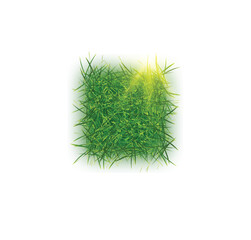 Vector of realistic grass
