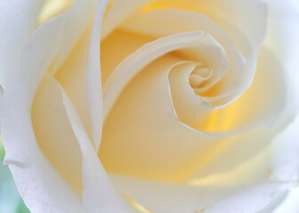 rose flower stands in a vase on a white background