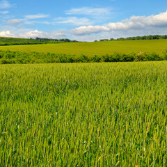 Green wheat field and cloudy sky.