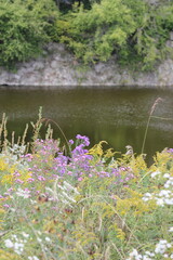 flowers in the water