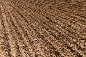 preparing the soil for sowing a new crop of plants