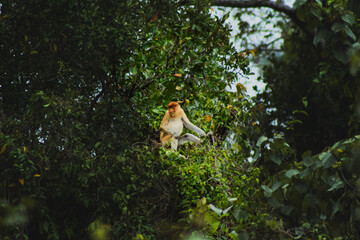  Proboscis monkey in mangrove forest