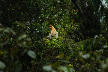  Proboscis monkey in mangrove forest