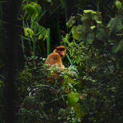 Obraz premium Proboscis monkey 