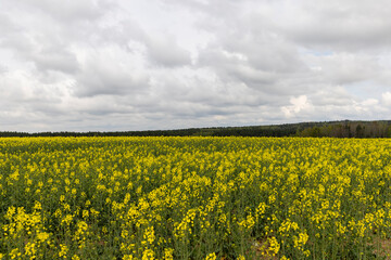 Obraz premium yellow rapeseed flowers against the sky with clouds