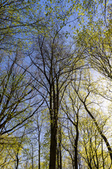 Obraz premium a park with different types of trees in the spring during flowering