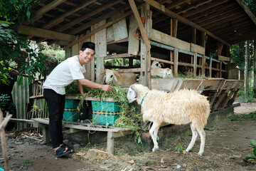 Muslim man feeding his goats at a goat farm. eid al adha concept