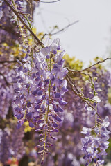 Spring’s arrival: Vibrant lilac blossoms bloom