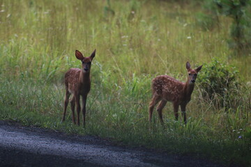 twin spotted fawns in field