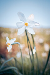 Narciso in fiore, fiore di montagna