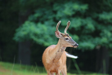 buck deer in the forest velvet