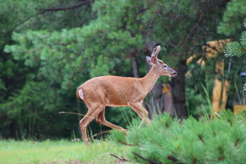 young buck deer in the woods
