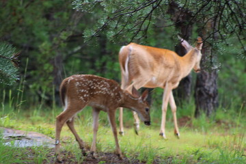 fawn deer in the woods with mama doe