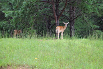 deer in the woods with fawn