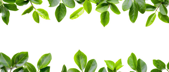 green leaves frame boarder isolated png transparent background