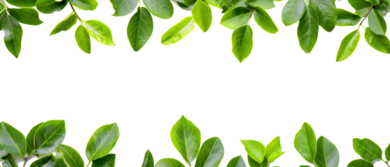 green leaves frame boarder isolated png transparent background